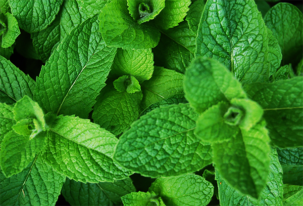 Hack-Mint-Nutrition